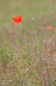 Papaver rhoeas (Papaveraceae)  - Coquelicot, Grand coquelicot, Pavot coquelicot - Common Poppy Drome [France] 22/05/2009 - 490m