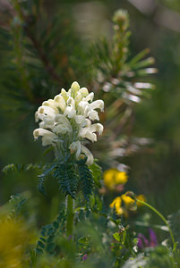 Pedicularis comosa (Orobanchaceae)  - Pédiculaire chevelue Hautes-Alpes [France] 24/05/2009 - 1260m