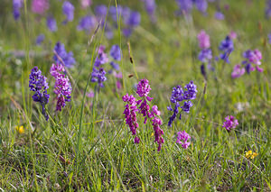 Polygala nicaeensis (Polygalaceae)  - Polygale de Nice, Polygala de Nice Drome [France] 24/05/2009 - 1120m