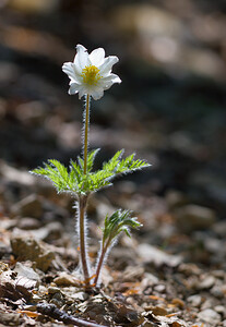 Pulsatilla alpina (Ranunculaceae)  - Pulsatille des Alpes, Anémone des Alpes Drome [France] 28/05/2009 - 1490m