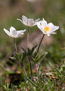 Pulsatilla alpina (Ranunculaceae)  - Pulsatille des Alpes, Anémone des Alpes Drome [France] 28/05/2009 - 1490m