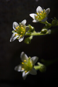 Saxifraga exarata (Saxifragaceae)  - Saxifrage sillonnée, Saxifrage faux orpin Drome [France] 28/05/2009 - 1490m