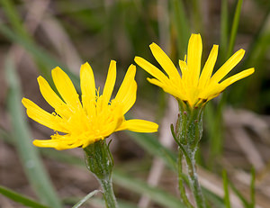 Scorzonera humilis (Asteraceae)  - Scorsonère humble, Scorsonère des prés, Petite scorsonère - Viper's-grass Aisne [France] 08/05/2009 - 70m