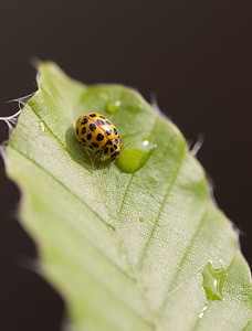 Psyllobora vigintiduopunctata (Coccinellidae)  - Coccinelle à 22 points - 22-spot Ladybird Nord [France] 14/06/2009 - 40mBien plus petite que la coccinelle ? sept points, la coccinelle ? vingt-deux points (Thea ou Psyllobora vigintiduopunctata) est commune en France dans les plantes basses o? elle se nourrit de champignons causant les rouilles des v?g?taux.