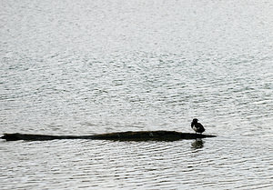 Aythya fuligula (Anatidae)  - Fuligule morillon - Tufted Duck North Yorkshire [Royaume-Uni] 18/07/2009 - 20m