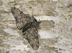 Biston betularia (Geometridae)  - Phalène du Bouleau, Biston du Bouleau - Peppered Moth Norfolk [Royaume-Uni] 14/07/2009forme m?lanique interm?diaire (f insularia)