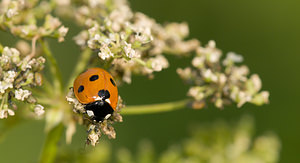 Coccinella septempunctata (Coccinellidae)  - Coccinelle à 7 points, Coccinelle, Bête à bon Dieu - Seven-spot Ladybird Norfolk [Royaume-Uni] 14/07/2009