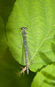 Coenagrion puella (Coenagrionidae)  - Agrion jouvencelle - Azure Damselfly Lancashire [Royaume-Uni] 23/07/2009 - 10m