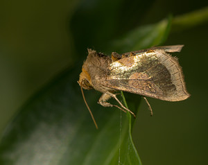 Diachrysia chrysitis (Noctuidae)  - Vert-Doré - Burnished Brass Norfolk [Royaume-Uni] 14/07/2009