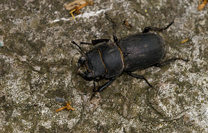 Dorcus parallelipipedus (Lucanidae)  - Petite biche, Petite lucane - Lesser Stag Beetle Grand Londres [Royaume-Uni] 12/07/2009 - 60mEn plein c?ur de Londres?