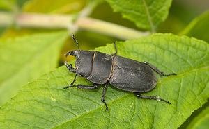 Dorcus parallelipipedus (Lucanidae)  - Petite biche, Petite lucane - Lesser Stag Beetle Grand Londres [Royaume-Uni] 12/07/2009 - 60mEn plein coeur de Londres?