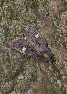 Dryobota labecula (Noctuidae)  - Ecu blanc - Oak Rustic Norfolk [Royaume-Uni] 15/07/2009