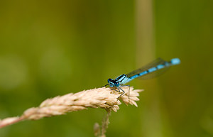 Enallagma cyathigerum (Coenagrionidae)  - Agrion porte-coupe - Common Blue Damselfly Norfolk [Royaume-Uni] 15/07/2009