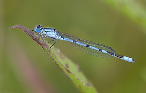 Enallagma cyathigerum (Coenagrionidae)  - Agrion porte-coupe - Common Blue Damselfly North Yorkshire [Royaume-Uni] 18/07/2009 - 20m