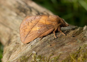 Euthrix potatoria (Lasiocampidae)  - Buveuse - Drinker Norfolk [Royaume-Uni] 14/07/2009