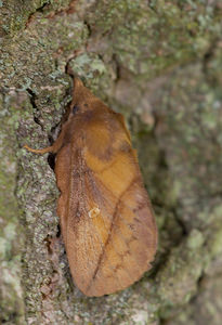 Euthrix potatoria (Lasiocampidae)  - Buveuse - Drinker Norfolk [Royaume-Uni] 15/07/2009