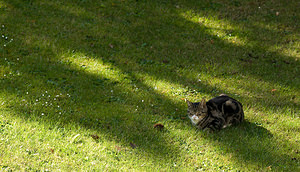 Felis catus (Felidae)  - Chat domestique, Chat haret - Domestic cat, House cat, Feral Cat Grand Londres [Royaume-Uni] 14/07/2009 - 60mJe ne voudrais pas ?tre ? la place du campagnol?