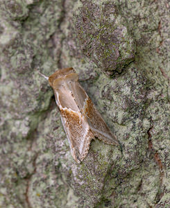 Habrosyne pyritoides (Drepanidae)  - Râtissée - Buff Arches Norfolk [Royaume-Uni] 15/07/2009