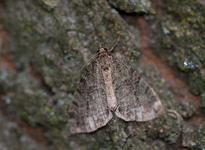 Hydriomena furcata (Geometridae)  - Larentie lavée - July Highflyer Norfolk [Royaume-Uni] 15/07/2009