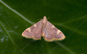 Hypsopygia costalis (Pyralidae)  - Asopie frangée - Gold Triangle Norfolk [Royaume-Uni] 15/07/2009
