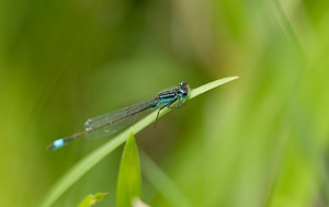 Ischnura elegans (Coenagrionidae)  - Agrion élégant - Blue-tailed Damselfly Norfolk [Royaume-Uni] 15/07/2009