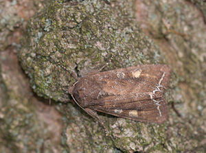 Lacanobia oleracea (Noctuidae)  - Noctuelle des Potagers - Bright-line Brown-eye Norfolk [Royaume-Uni] 15/07/2009
