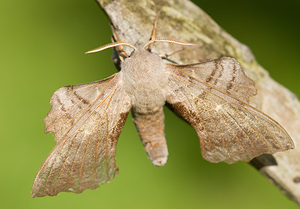 Laothoe populi (Sphingidae)  - Sphinx du Peuplier - Poplar Hawk-moth Norfolk [Royaume-Uni] 14/07/2009