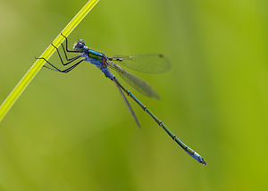 Lestes sponsa (Lestidae)  - Leste fiancé - Emerald Damselfly Norfolk [Royaume-Uni] 16/07/2009 - 40m