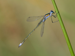 Lestes sponsa (Lestidae)  - Leste fiancé - Emerald Damselfly Cumbria [Royaume-Uni] 20/07/2009 - 10m