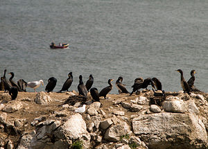 Phalacrocorax carbo (Phalacrocoracidae)  - Grand Cormoran North East [Royaume-Uni] 19/07/2009