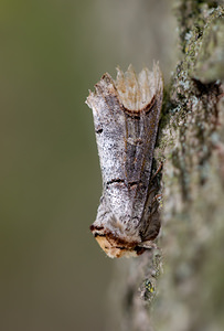 Phalera bucephala (Notodontidae)  - Bucéphale, Lunule - Buff-tip Norfolk [Royaume-Uni] 15/07/2009