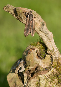 Sphinx ligustri (Sphingidae)  - Sphinx du Troène - Privet Hawk-moth Norfolk [Royaume-Uni] 14/07/2009en compagnie de Laothoe populi (bas gauche) et Notodonta ziczac (centre)