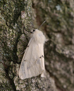 Spilarctia lutea (Erebidae)  - Ecaille Lièvre Norfolk [Royaume-Uni] 15/07/2009