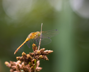 Sympetrum sanguineum (Libellulidae)  - Sympétrum sanguin, Sympétrum rouge sang - Ruddy Darter Norfolk [Royaume-Uni] 16/07/2009 - 40m