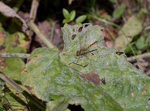 Sympetrum striolatum (Libellulidae)  - Sympétrum fascié - Common Darter Lancashire [Royaume-Uni] 23/07/2009 - 10m