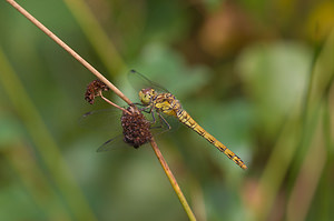 Sympetrum striolatum (Libellulidae)  - Sympétrum fascié - Common Darter Lancashire [Royaume-Uni] 23/07/2009 - 10m