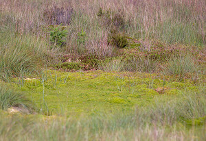   (Zones Humides)  Northumberland [Royaume-Uni] 19/07/2009 - 250m