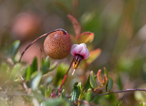 Vaccinium oxycoccos (Ericaceae)  - Airelle canneberge, Canneberge à gros fruits, Canneberge commune - Cranberry Northumberland [Royaume-Uni] 20/07/2009 - 270m