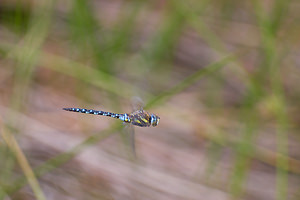 Aeshna mixta (Aeshnidae)  - aeschne mixte - Migrant Hawker Marne [France] 29/08/2009 - 160m