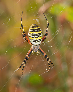 Argiope bruennichi (Araneidae)  - Épeire frelon - Wasp Spider Marne [France] 29/08/2009 - 150m