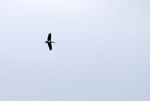 Ciconia nigra (Ciconiidae)  - Cigogne noire - Black Stork Marne [France] 29/08/2009 - 150m