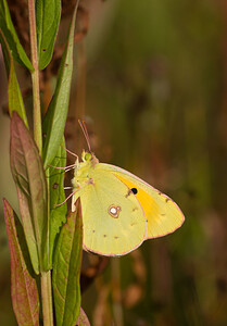 Colias  (Pieridae)  Marne [France] 29/08/2009 - 150m