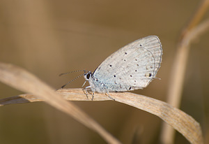 Cupido argiades (Lycaenidae)  - Azuré du Trèfle, Petit Porte-Queue, Argus mini-queue, Myrmidon - Short-tailed Blue Meuse [France] 30/08/2009 - 340m