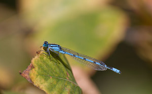 Enallagma cyathigerum (Coenagrionidae)  - Agrion porte-coupe - Common Blue Damselfly Nord [France] 22/08/2009 - 20m