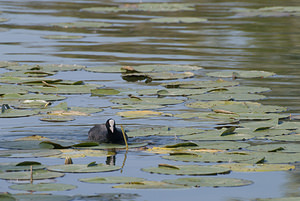 Fulica atra (Rallidae)  - Foulque macroule - Common Coot Pas-de-Calais [France] 15/08/2009