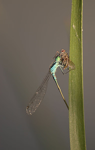 Ischnura elegans (Coenagrionidae)  - Agrion élégant - Blue-tailed Damselfly Nord [France] 22/08/2009 - 20m