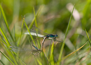 Ischnura elegans (Coenagrionidae)  - Agrion élégant - Blue-tailed Damselfly Meuse [France] 30/08/2009 - 260m