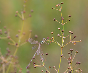 Lestes barbarus (Lestidae)  - Leste sauvage - Shy Emerald Damselfly Marne [France] 29/08/2009 - 150m