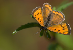 Lycaena dispar (Lycaenidae)  - Cuivré des marais Marne [France] 29/08/2009 - 150m