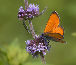 Lycaena dispar (Lycaenidae)  - Cuivré des marais Marne [France] 29/08/2009 - 160m